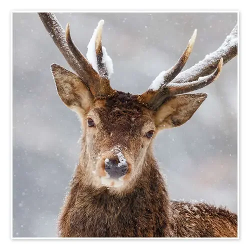 My winter face III de Moqui, Daniela Beyer