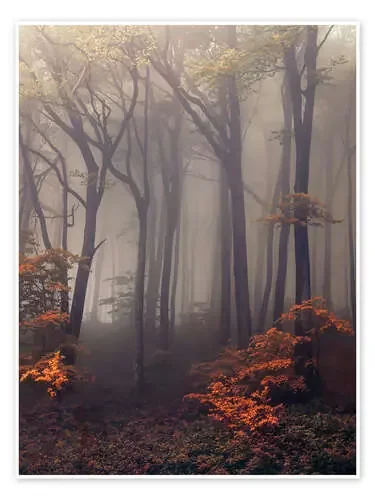 Mysterious forest de Jaroslaw Blaminsky