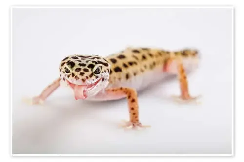Naughty Gecko Editors Choice