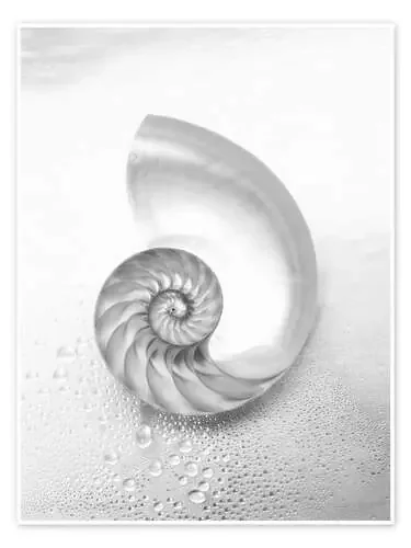 Nautilus shell de Kate & Tom Turning & Gibson Design Pics