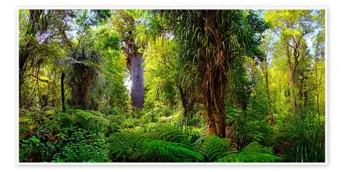 New Zealand Waipoua Forest de Michael Rucker