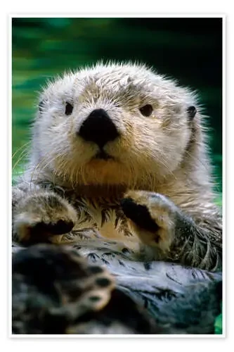 Nutria de Harry M. Walker Design Pics