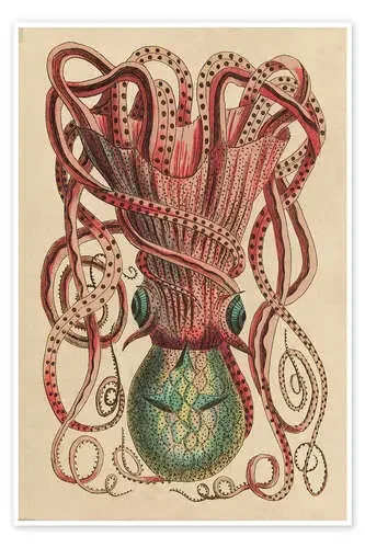 Octopus, Octopus vulgaris de Frederick Polydor Nodder Master Collection