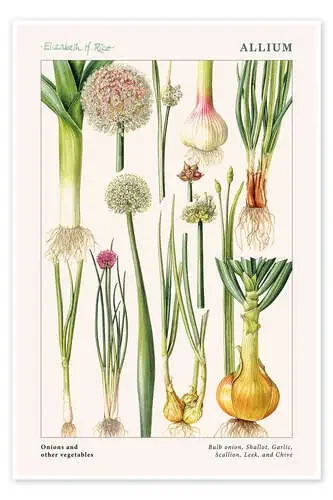 Onions and other vegetables de Elizabeth Rice Bridgeman Images