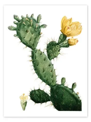 Opuntia de Pierre Joseph Redouté akg-images