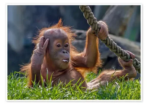 orang-utan de WildlifePhotography