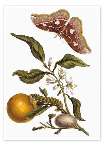 Orange and moths de Maria Sibylla Merian akg-images