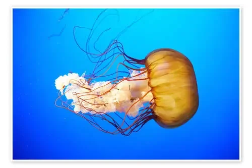 Orange jellyfish (Chrysaora fuscescens) in the blue ocean Editors Choice