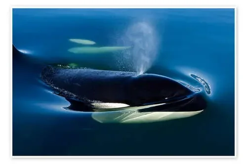 Orca de John Hyde Design Pics