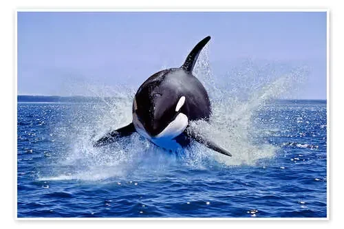 Orca en Canadá de Gérard Lacz imageBROKER