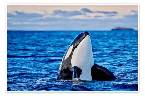 Orca or killer whale, Kaldfjorden imageBROKER