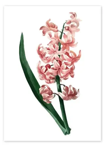 Orient Red Hyacinth de Pierre Joseph Redouté Master Collection