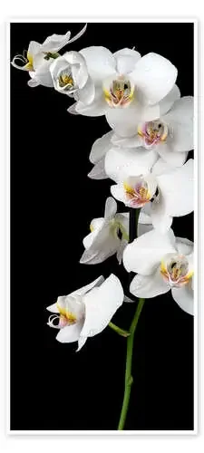 Orquídea blanca con fondo negro Editors Choice