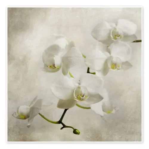 Orquidea blanca de Hannes Cmarits