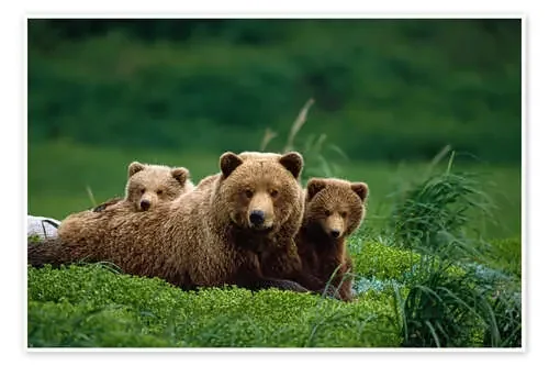 Oso Grizzly con cachorros de Jo Overholt Design Pics
