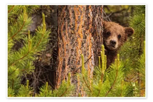 Oso Grizzly detrás de un árbol de Robert Postma Design Pics