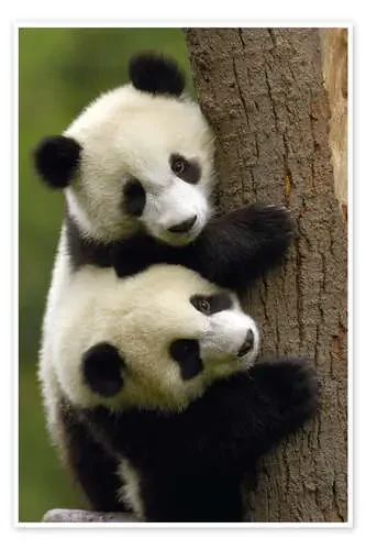 Osos panda en el tronco de un árbol de Pete Oxford Danita Delimont