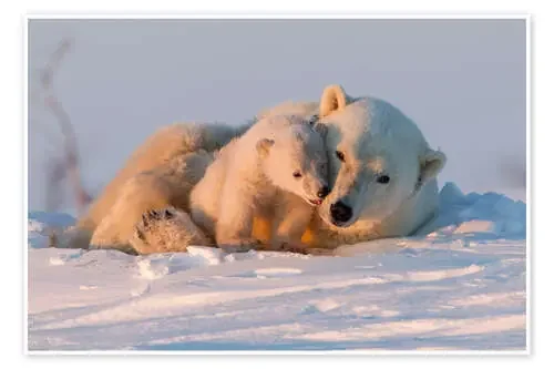 Osos polares en el parque nacional de Wapusk de David Jenkins Robert Harding