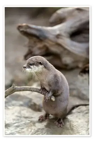 Otter with walker Editors Choice