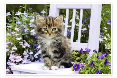 Outdoor Kitten de Greg Cuddiford MGL Licensing