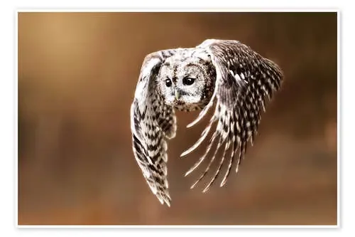 Owl in flight de Janina Bürger