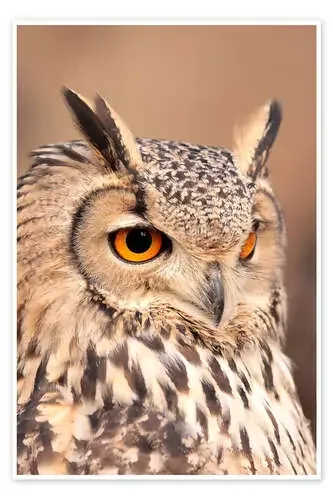 owl with orange eyes Editors Choice