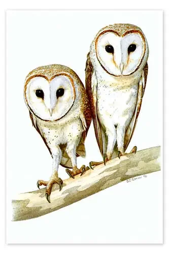 Owls Master Collection