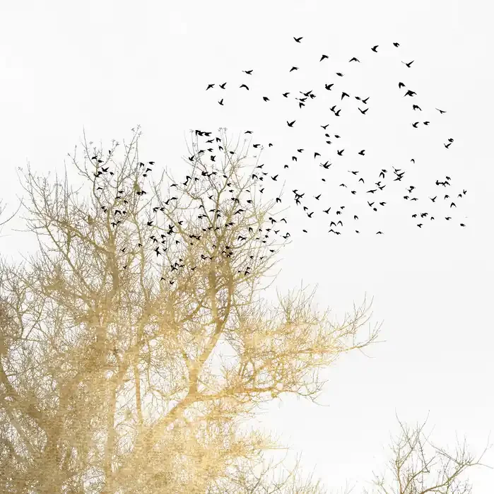 Pájaros Dorados