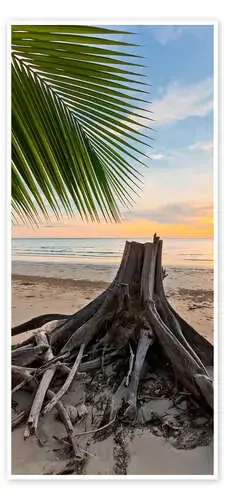 Palm Root on the Beach Editors Choice