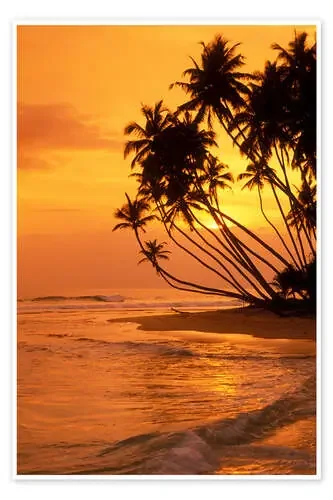 Palm silhouettes Editors Choice