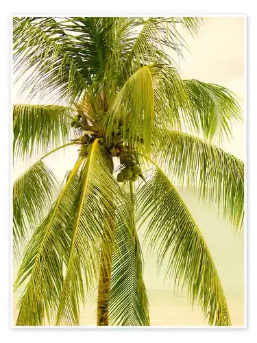 Palm Tree with Coconuts Editors Choice