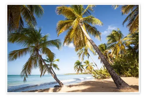 Palm trees and sandy beach in the caribbean, Martinique, France de Matteo Colombo