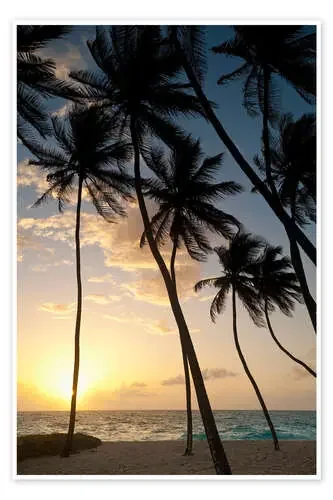 Palmeras al amanecer de Ian Cuming Design Pics