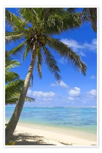 Palmeras en la playa de Michael DeFreitas Danita Delimont