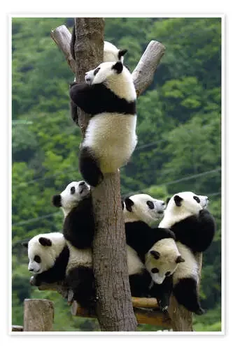 Panda bebés en el árbol trepador de Pete Oxford Danita Delimont