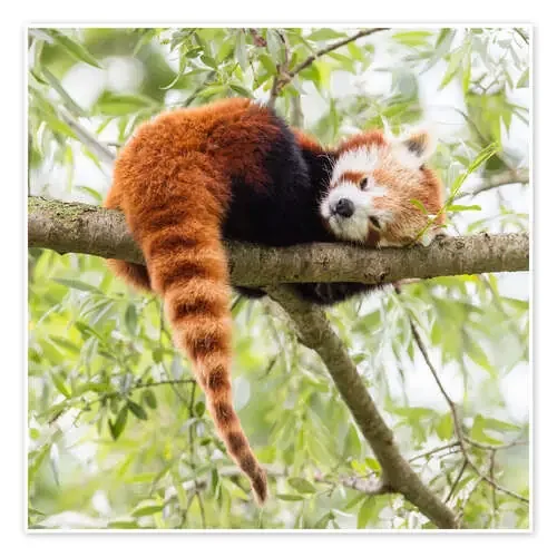 Panda rojo en una rama de árbol Editors Choice