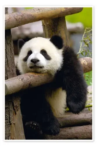 Panda se relaja en una valla de Pete Oxford Danita Delimont