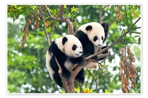 Pandas en el árbol de Tony Camacho Science Photo Library