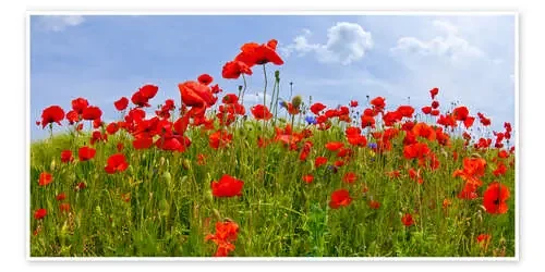Panorama de amapolas de Melanie Viola