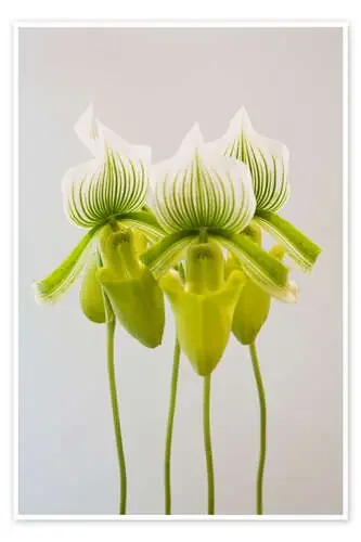 Paphiopedilum maudiae Femma orchid de John Doornkamp Design Pics