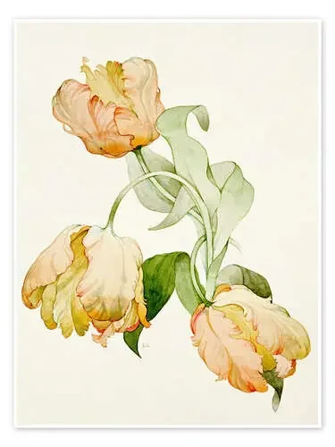 Parrot tulips de Sarah Creswell Bridgeman Images