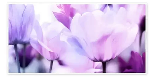 pastel pink purple tulips de Lichtspielart