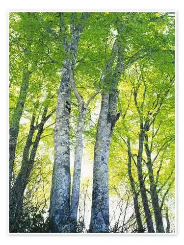 Path in forest in sunlight Editors Choice