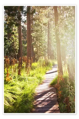 Path through the forest Editors Choice