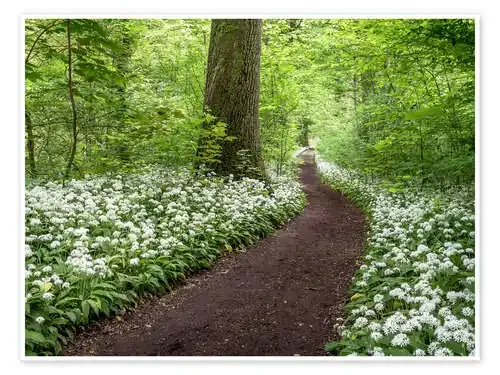 Path through the Forest full of Wild Garlic de Andreas Wonisch