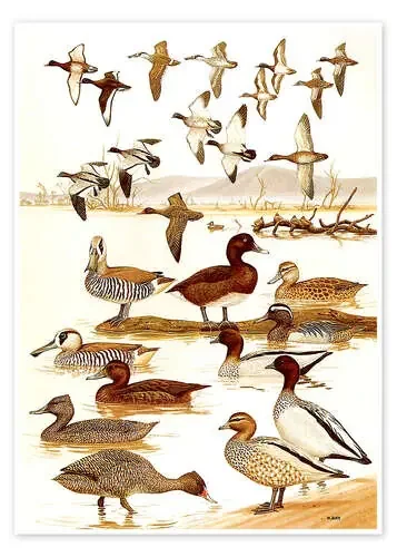 Patos Master Collection