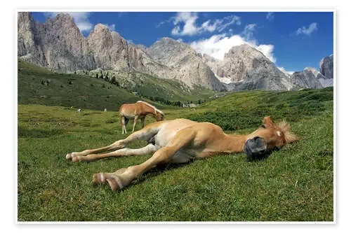 Peacefully sleeping Haflinger foal on a mountain meadow de Michael Rucker