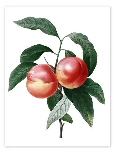 peach de Pierre Joseph Redouté Master Collection