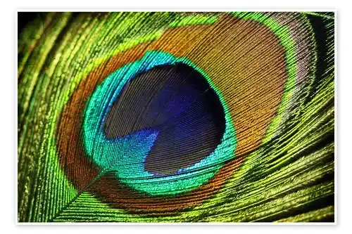 Peacock feather de Mark Ashkenazi