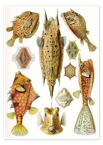 Peces cofre, Ostraciontes (Formas artísticas de la naturaleza, 1899) de Ernst Haeckel Master Collection